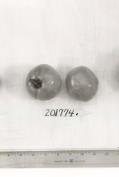 Click for 1 image(s) for this accession. FRUIT